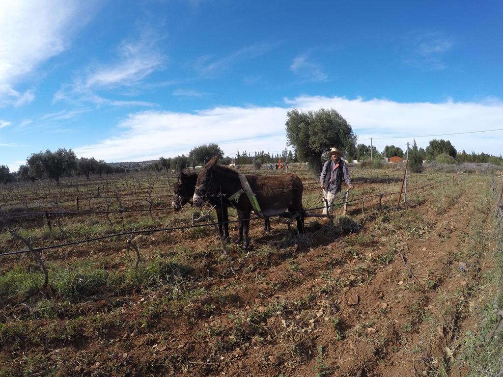 Ryad De Vignes " Le Val D'Argan " Ounara ภายนอก รูปภาพ