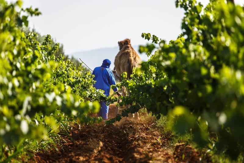 Ryad De Vignes " Le Val D'Argan " Ounara ภายนอก รูปภาพ