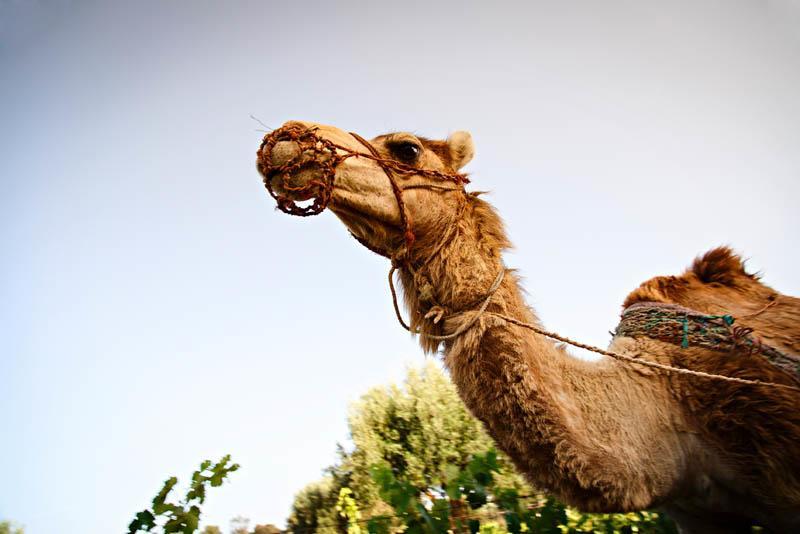 Ryad De Vignes " Le Val D'Argan " Ounara ภายนอก รูปภาพ